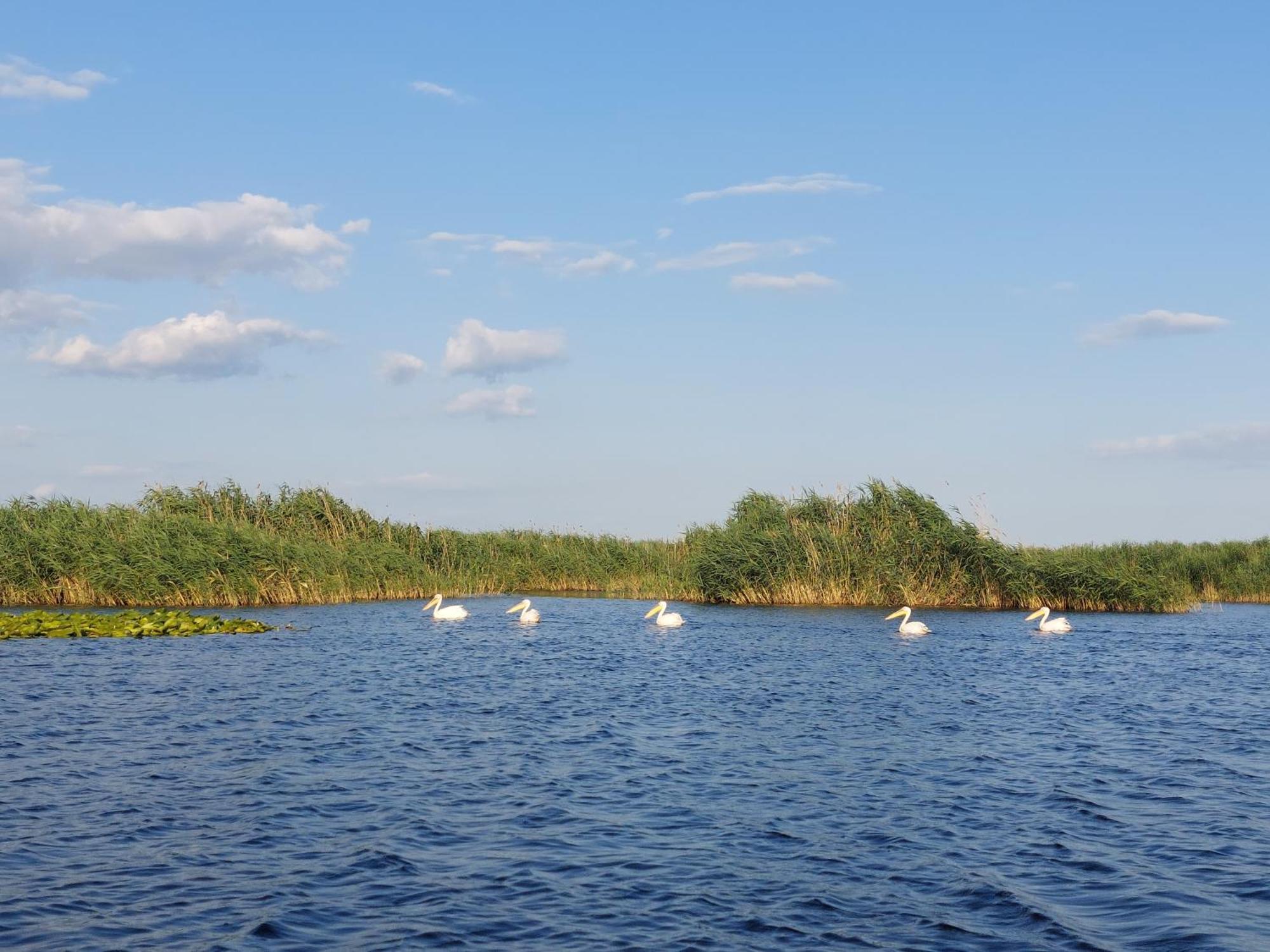 Pensiunea Paradiso Sarinasuf Exteriör bild